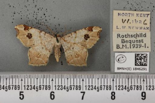 Macaria notata ab. fuscomarginata Lempke, 1952 - BMNHE_1846291_420387