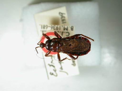 Ectrychotes jaguayanus Miller, N.C.E., 1941 - Hemiptera: Ectrychotes jaguayanus Ht