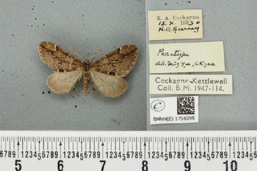 Thera juniperata juniperata ab. infuscata Schwingenschuss, 1926 - BMNHE_1758095_339865