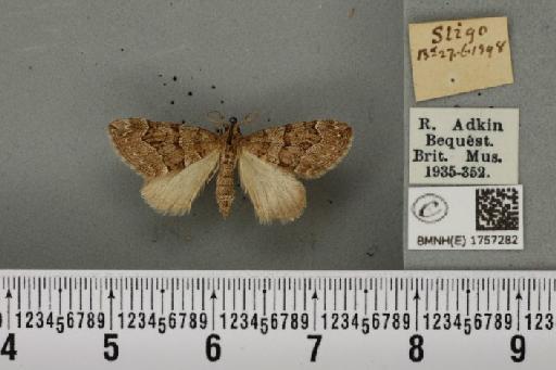 Thera cognata (Thunberg, 1792) - BMNHE_1757282_331953