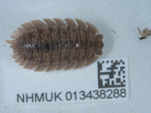 Porcellio dilatatus Brandt, 1831 - 013438288_2