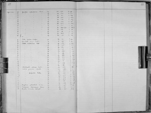 Stelletta validissima Thiele, 1898 - Zoology Accessions Register: Spongiida: 1938 - 1954: page 57