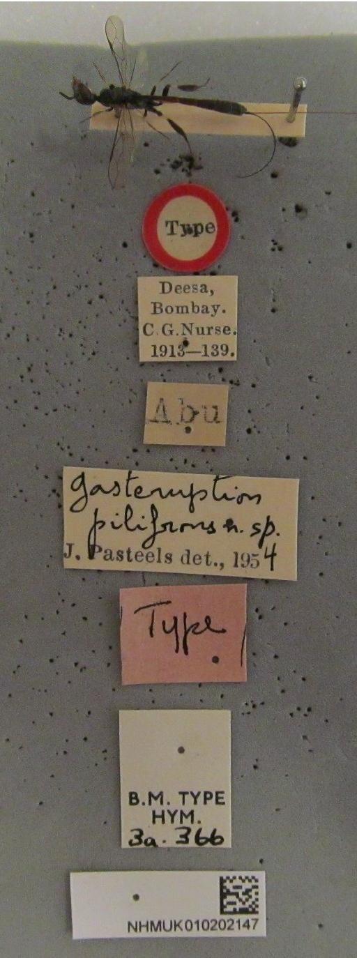 Gasteruption pilifrons Pasteels, 1958 - Gasteruption pilifrons 010202147 HT 3a.366 F labels