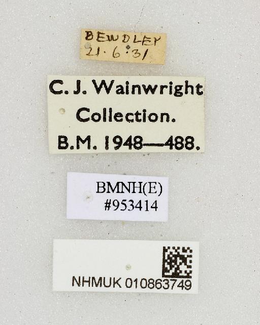 Bellardia Robineau-Desvoidy, 1863 - 010863749-Bellardia-labels