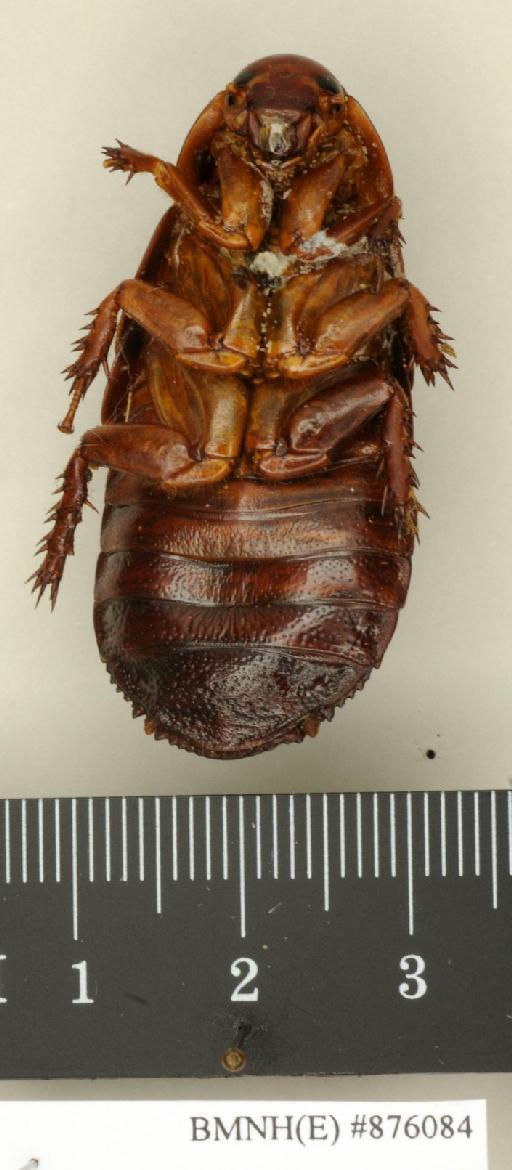 Panesthia rufa Walker, 1868 - Panesthia rufa Walker, F, 1868, female, lectotype, ventral. Photographer: Edward Baker. BMNH(E)#876084