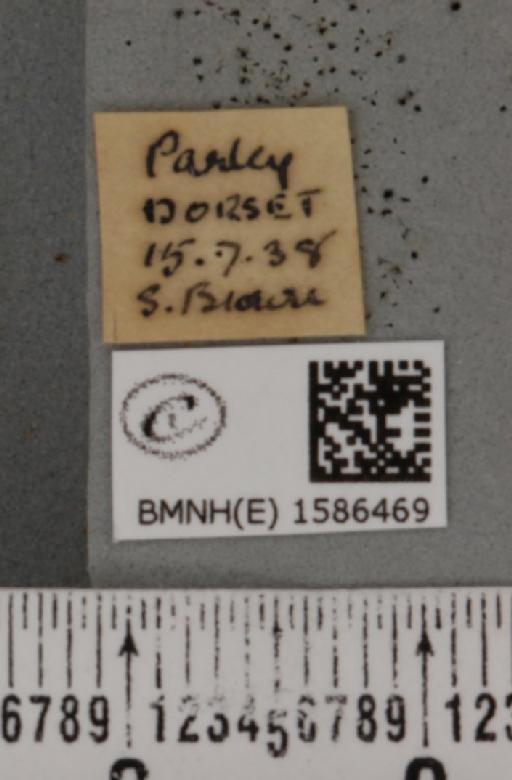 Idaea muricata (Hufnagel, 1767) - BMNHE_1586469_label_260547