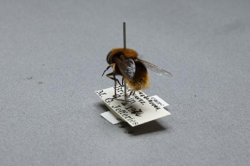 Eristalis (Eoseristalis) intricarius (Linnaeus, 1758) - 012536016_additional_2