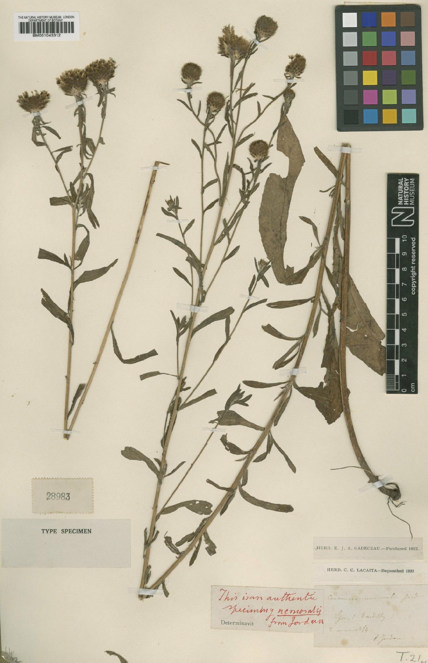 To NHMUK collection (Centaurea debeauxii subsp. nemoralis (Jord.) Dostal; Type; NHMUK:ecatalogue:1990226)