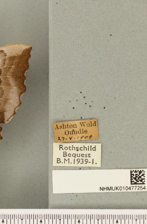 Laothoe populi populi (Linnaeus, 1758) - NHMUK_010477254_label_533653