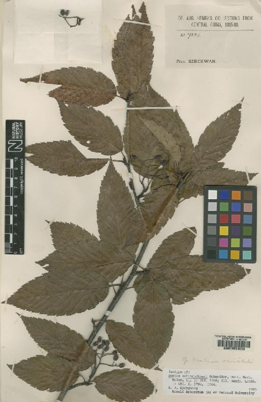 Sorbus zahlbruckneri Schneid - BM000624059