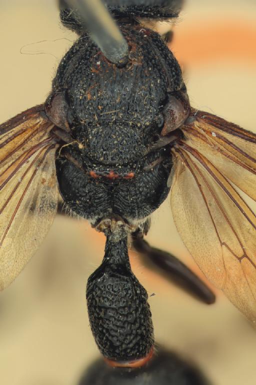Zethus trimaculatus Cameron, P., 1904 - Zethus trimaculatus mesosoma