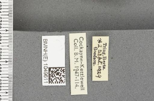 Aglais urticae ab. bolandii Lambillion, 1907 - BMNHE_1049611_label_45085