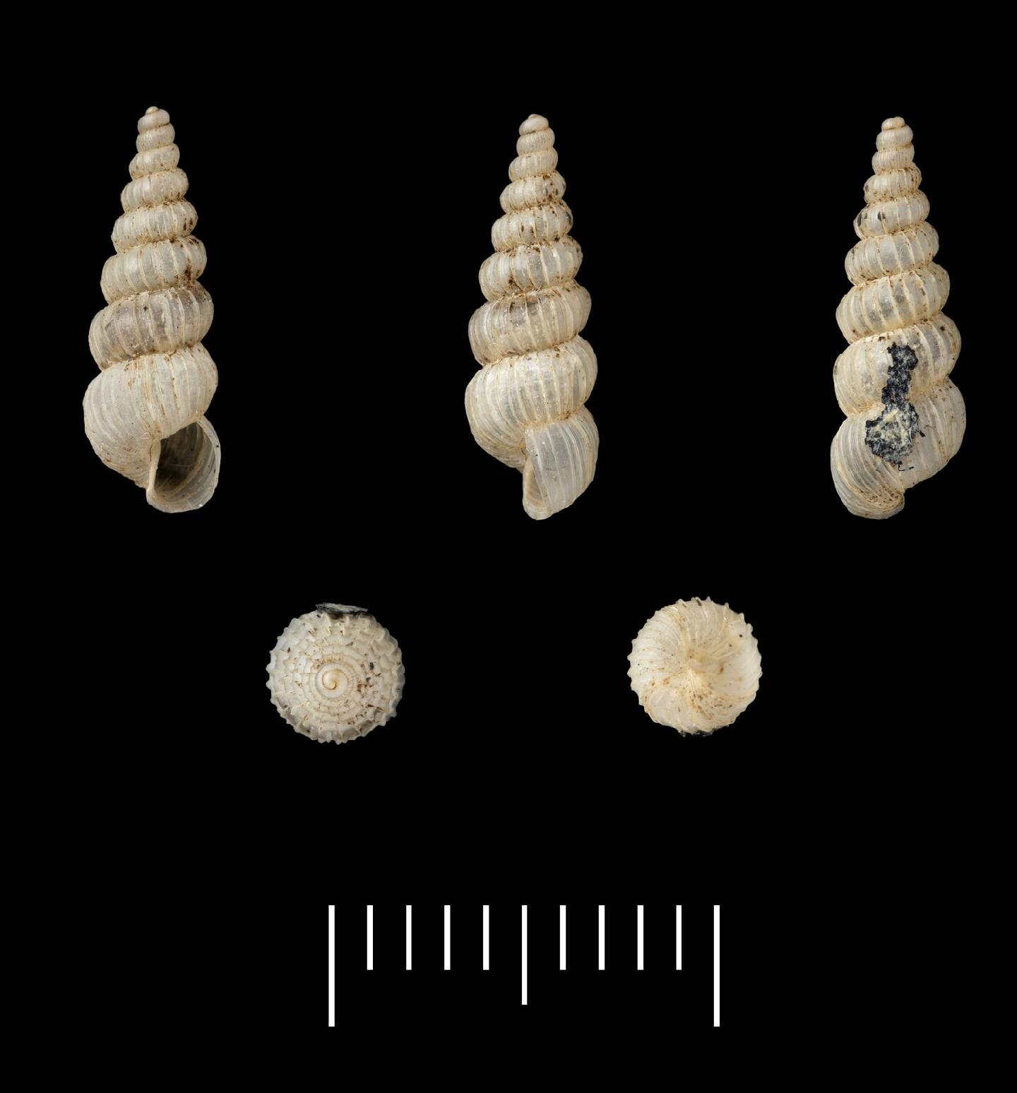 To NHMUK collection (Bulimus scalariopsis Morelet, 1851; Syntype; NHMUK:ecatalogue:7786484)