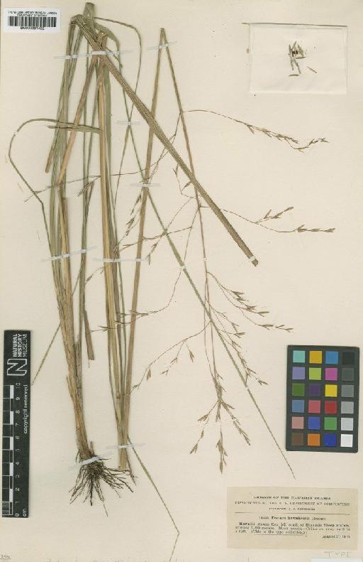 Festuca hawaiiensis Hitchc. - BM000991452