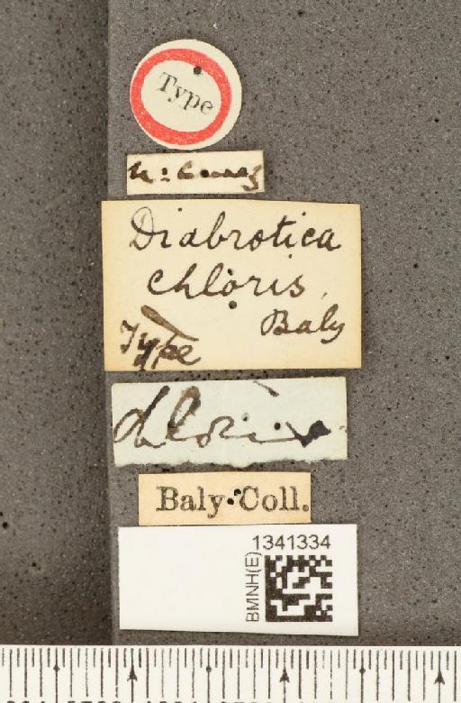 Diabrotica chloris Baly, 1890 - BMNHE_1341334_label_22951