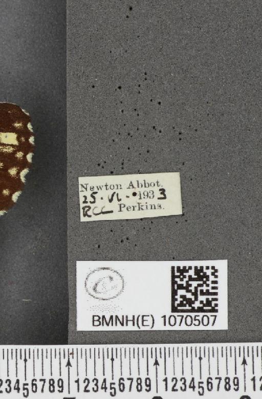 Melanargia galathea serena Verity, 1913 - BMNHE_1070507_label_36473