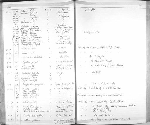 Farlowella sp - Zoology Accessions Register: Fishes: 1937 - 1960: page 80