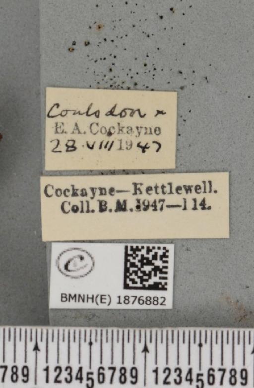 Selenia tetralunaria ab. nigrescens Cockayne, 1949 - BMNHE_1876882_label_449283