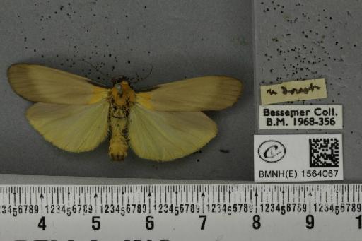 Lithosia quadra (Linnaeus, 1758) - BMNHE_1564067_285499