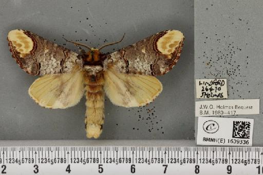 Phalera bucephala bucephala (Linnaeus, 1758) - BMNHE_1639336_208483