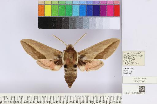 Hyles siehei (Püngeler, 1903) - NHMUK010891570_Hyles_siehei_dorsal_and_labels.JPG