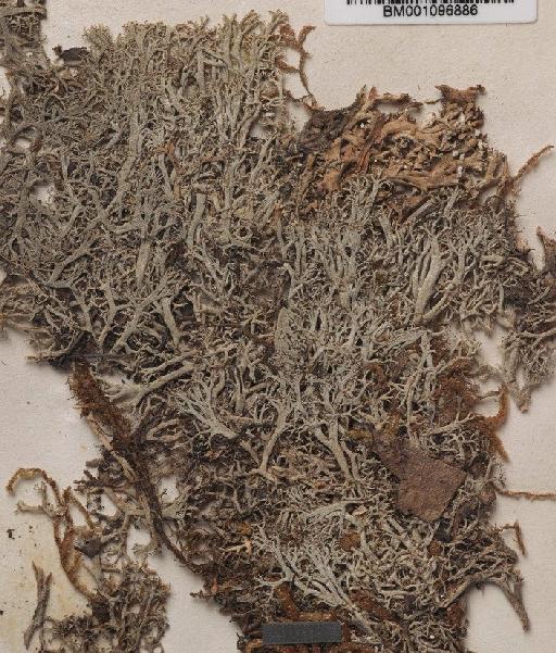 Cladonia ciliata Stirt. - BM001096886_a