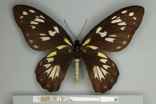 Ornithoptera victoriae regis Rothschild, 1895 - 013602540__