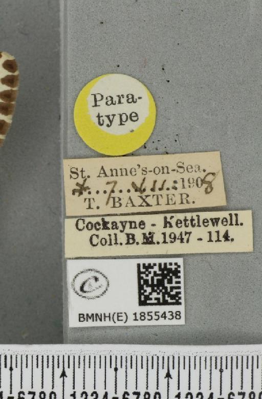 Abraxas grossulariata ab. nigrovelata Cockayne, 1939 - BMNHE_1855438_label_416122