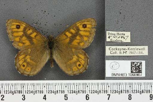 Lasiommata megera ab. pallida Gillmer, 1908 - BMNHE_1066907_28594