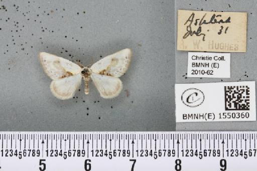 Cilix glaucata (Scopoli, 1763) - BMNHE_1550360_234678