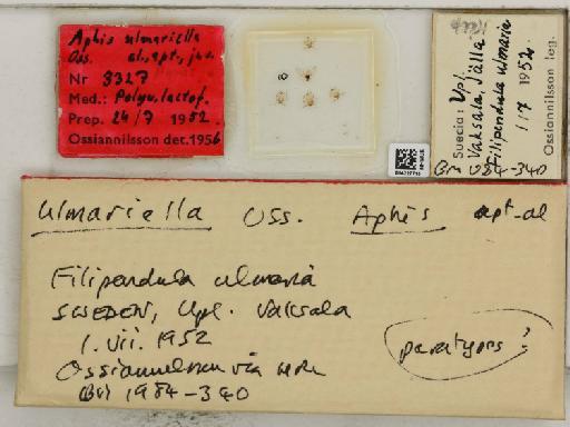 Aphis ulmariella Ossiannilsson, 1959 - 014227715_112530_739988_157748_Type