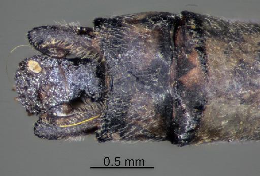 Archibasis mimetes praeclara Fraser, 1933 - BMNHE_1241422-Archibasis_praeclarum-possible_cotype-anal_appendage-dorsal-x5