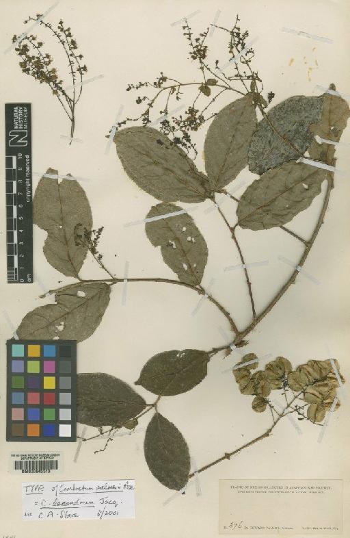 Combretum decandrum Jacq. - BM000645513