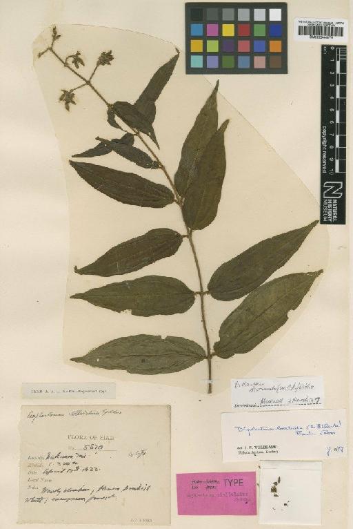 Diplectria divaricata (Willd.) Kuntze - BM000944476
