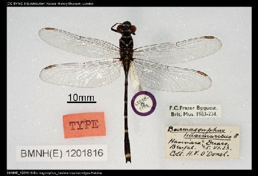 Burmagomphus hasimaricus Fraser, 1926 - BMNHE_1201816-Burmagomphus_hasimaricus-Lectotype-Habitus