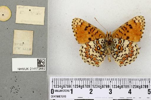 Melitaea dorae Graves - NHMUK_014172682_Melitaea phoebe dorae CT (2)