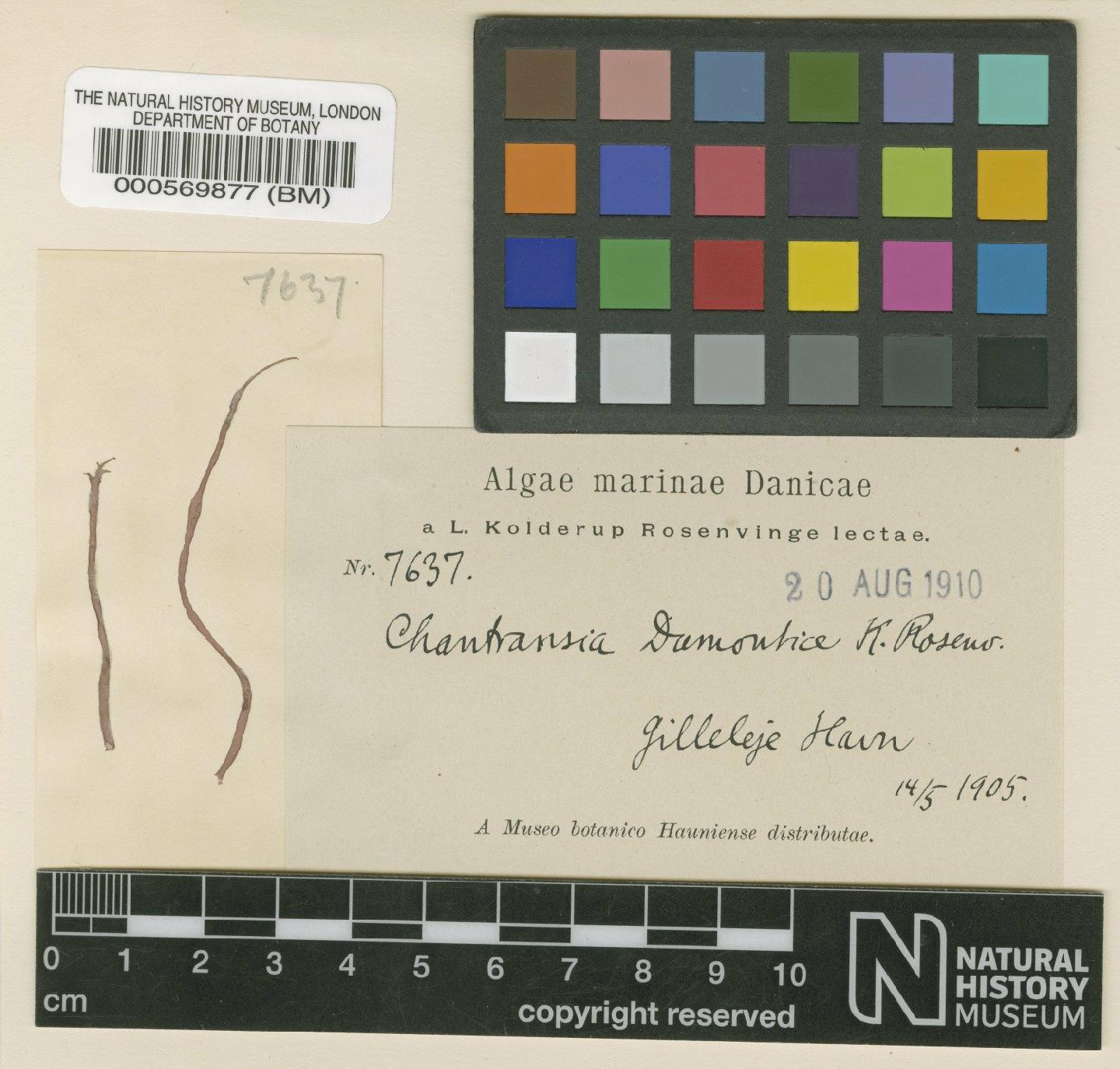 To NHMUK collection (Chantransia dumontiae Rosenv.; Type; NHMUK:ecatalogue:4788387)