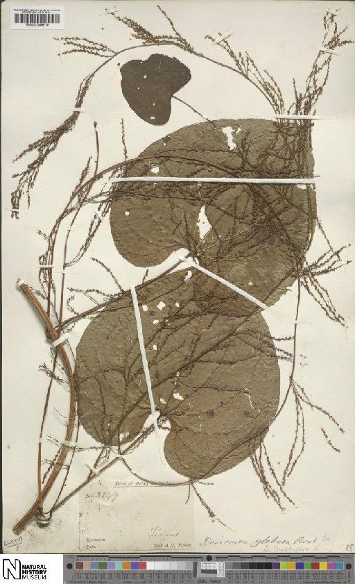Dioscorea bulbifera L. - BM001049819