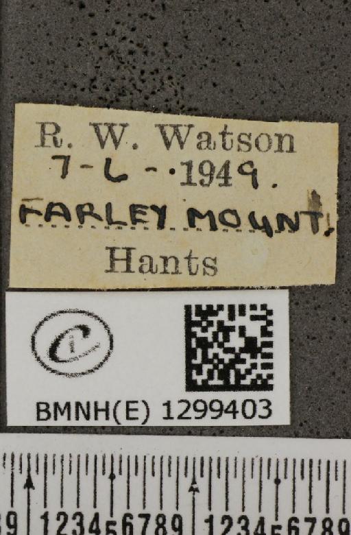 Polyommatus icarus icarus ab. obsoleta Gillmer, 1908 - BMNHE_1299403_label_150305