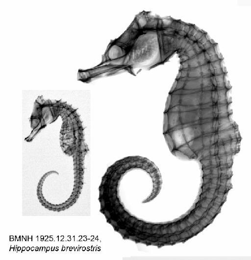 Hippocampus brevirostris Schinz & Cuvier, 1822 - BMNH 1925.12.31.23-24, Hippocampus brevirostris, Radiograph