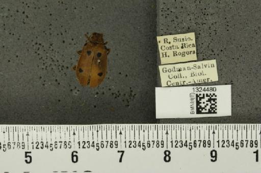 Isotes sexpunctata (Jacoby, 1878) - BMNHE_1324480_21974