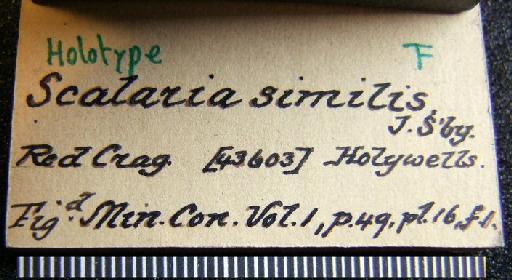 Scalaria similis Sowerby, 1813 - OR 43603. Scalaria similis (label-2)