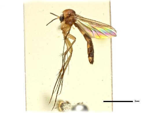 Exechiopsis (Xenexechia) bifida (Freeman, 1951) - 010628989 Exechia (Xenexechia) bifida - whole body lateral