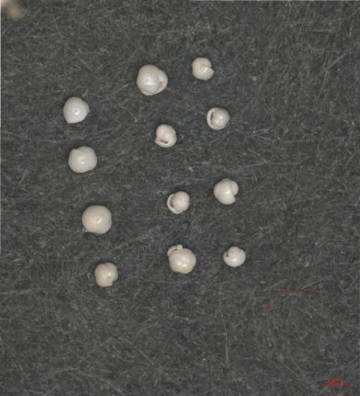 Pulleniatina obliquiloculata Parker & Jones - ZF6618