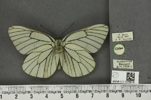Aporia crataegi (Linnaeus, 1758) - BMNHE_1079018_70069
