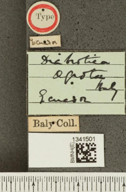 Diabrotica aegrota Baly, 1889 - BMNHE_1341501_label_22935