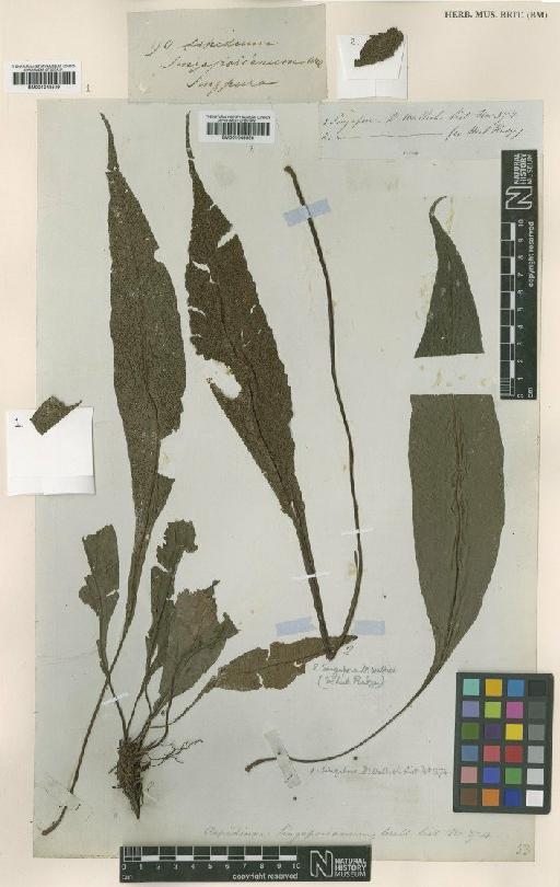 Tectaria singaporeana (Hook. & Grev.) Copel. - BM001048549