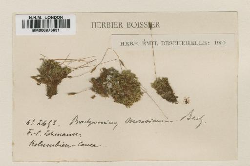 Brachymenium morasicum Besch. - BM000873631