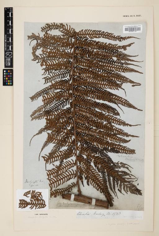 Cyathea poeppigii (Hook.) Domin - 000937597