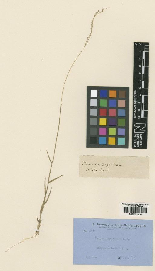 Brachiaria argentea (R.Br.) Hughes - BM000795743